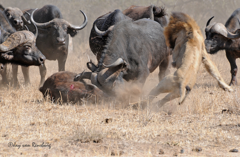 Male Buffalo takes action - Lion vs Buffalo