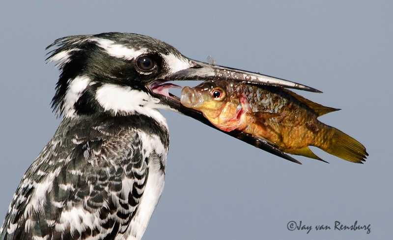 Eye to eye - Kingfishers
