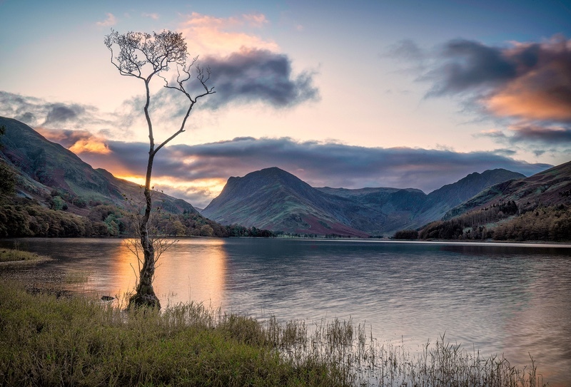 Lone Tree at Buttermere copy - NATURE & LANDSCAPE