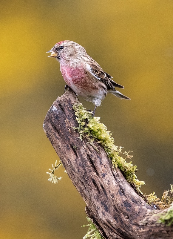 Lesser Redpoll - NATURE & LANDSCAPE