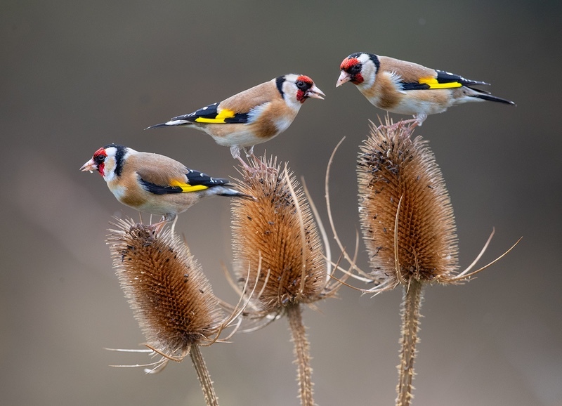 Triple Gold - NATURE & LANDSCAPE