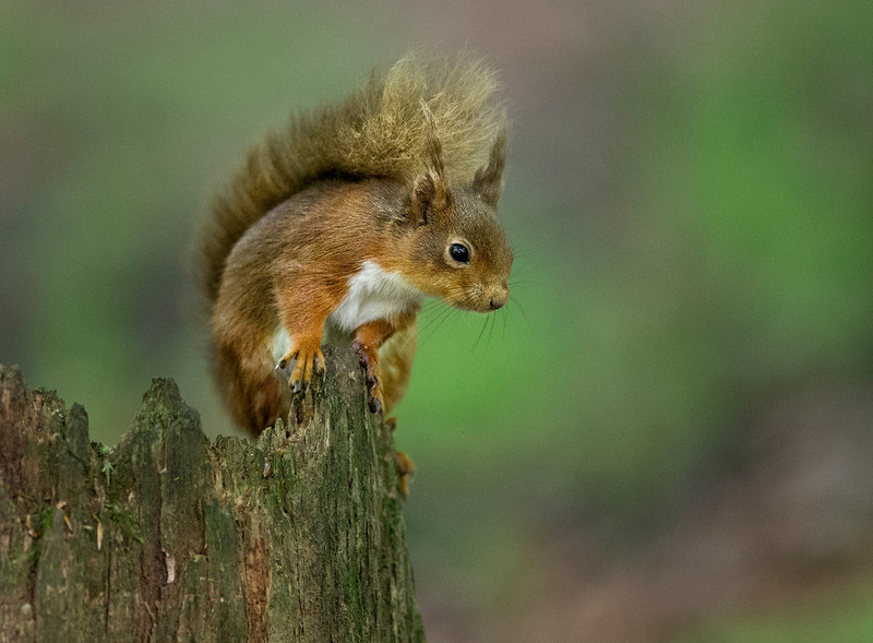 Red Squirrel - NATURE & LANDSCAPE