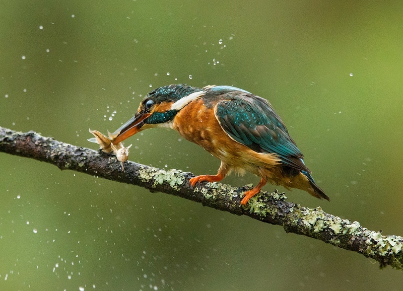 Kingfisher and Minnow - NATURE & LANDSCAPE