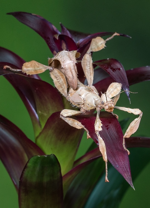 Stick Insect - NATURE & LANDSCAPE
