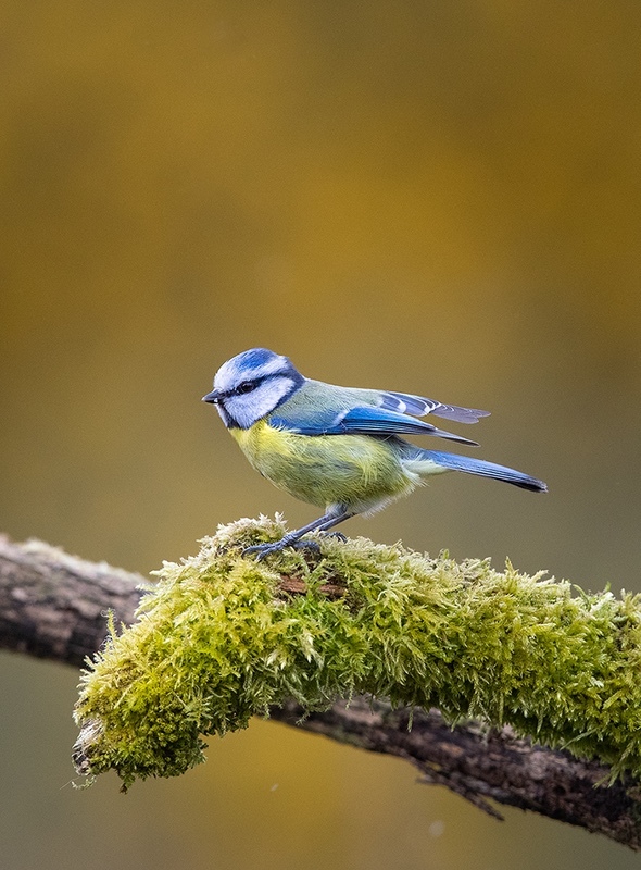 Blue Tit - NATURE & LANDSCAPE