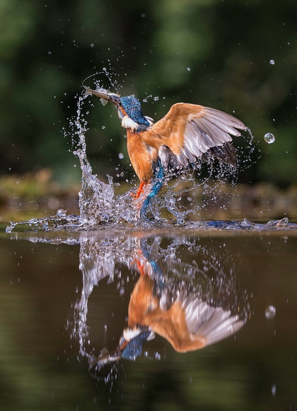 Kingfisher Reflection - NATURE & LANDSCAPE