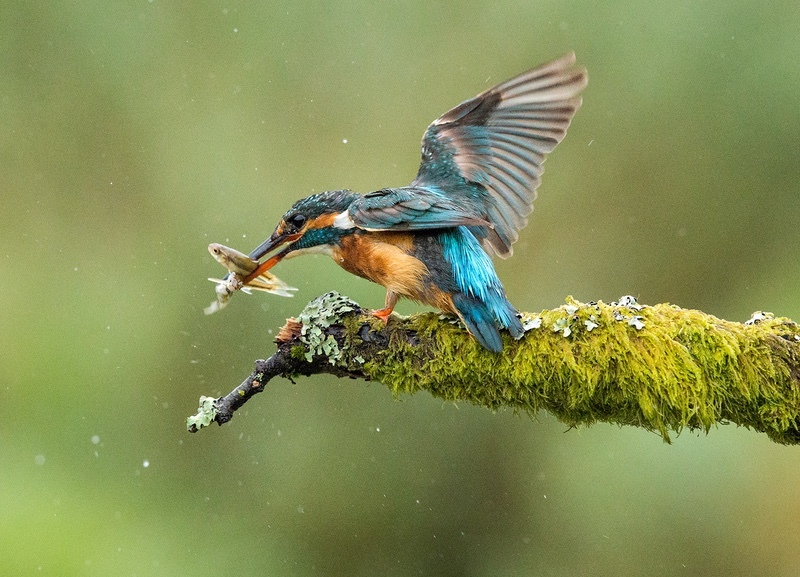 2 minnows - NATURE & LANDSCAPE