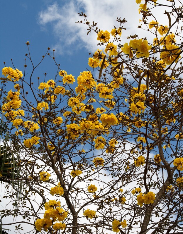 Trees  _0012 - Trees