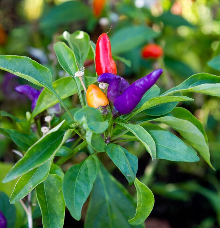 Floral_0015 - Floral - Plants