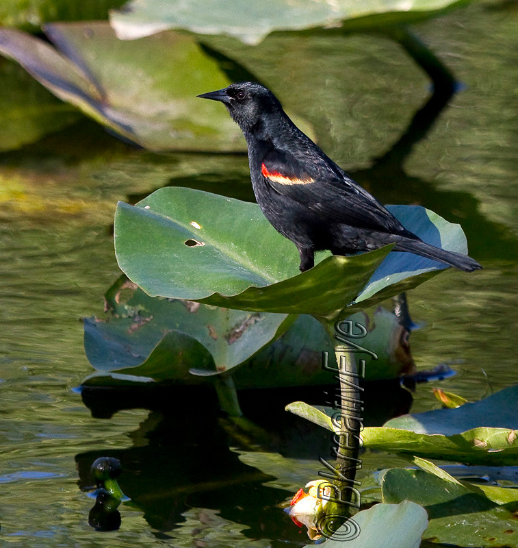 Birds 154 - Birds