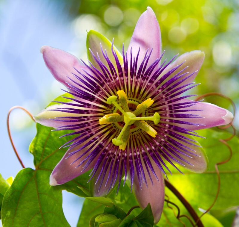 Floral_0018 - Floral - Plants