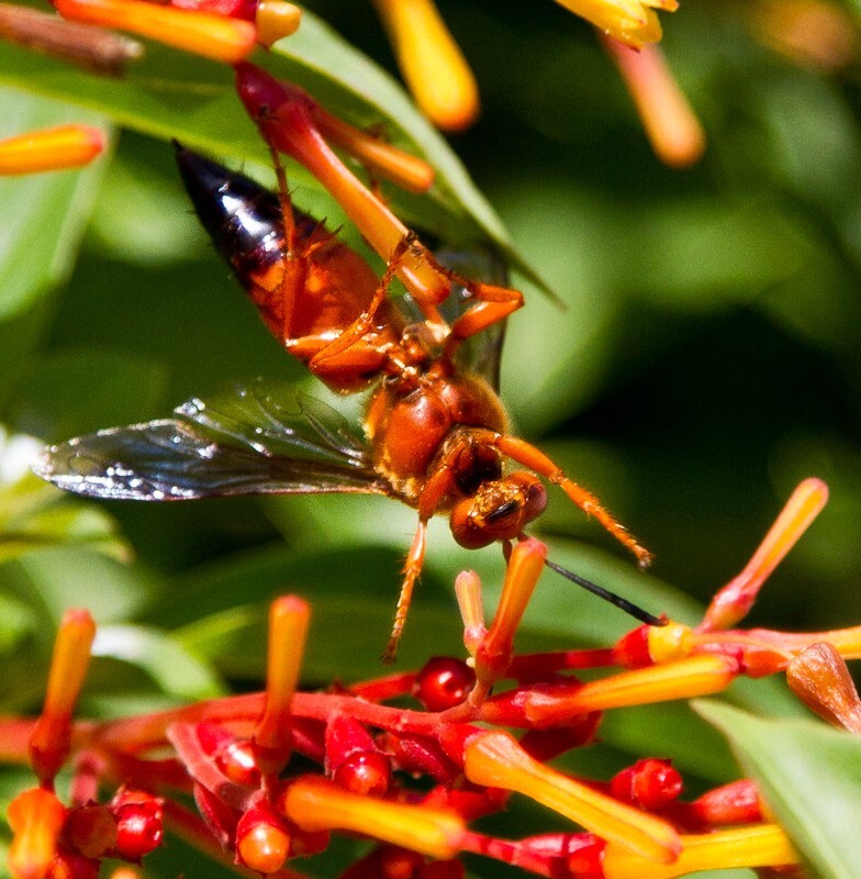 AnimalsCreatures _0034 - Animals, Creatures