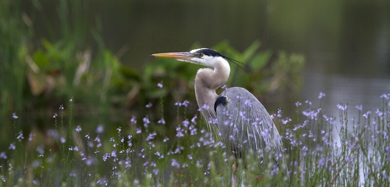 Great Blue Heron _0011 - Great Blue Heron