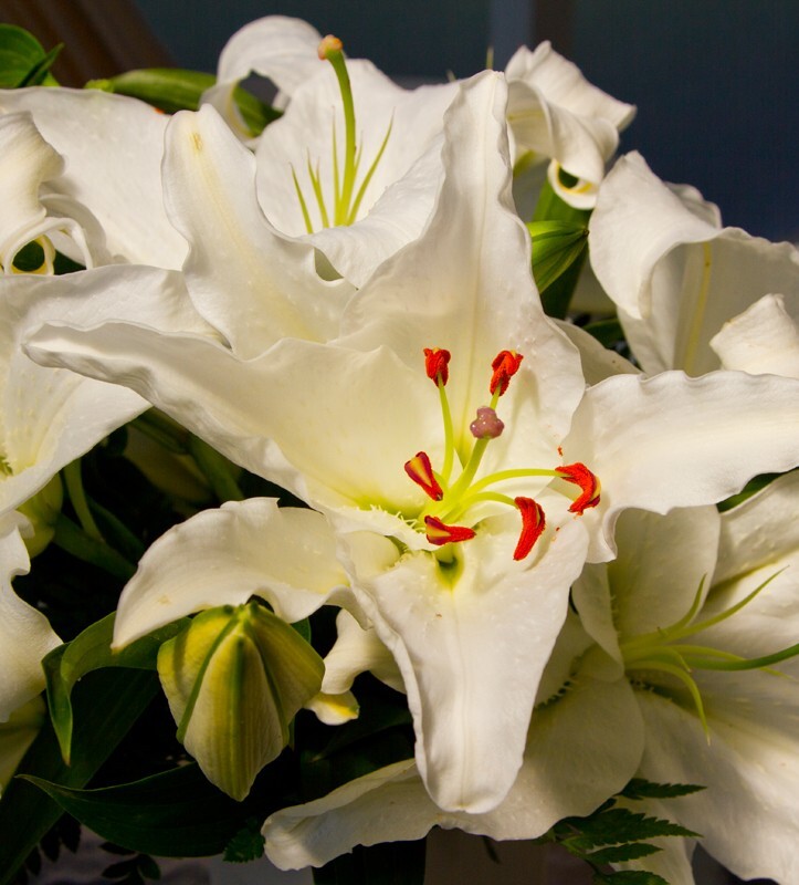 Floral_0013 - Floral - Plants