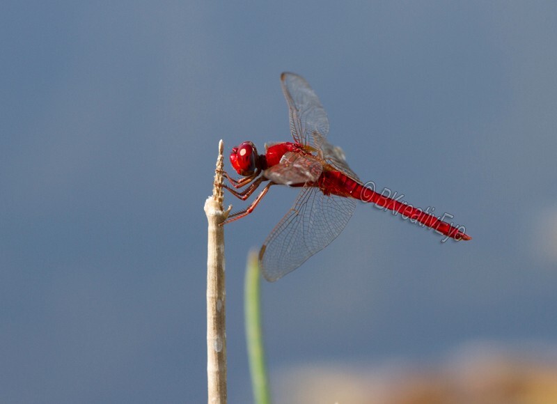 DF AnimalsCreatures 143 - Dragonflies