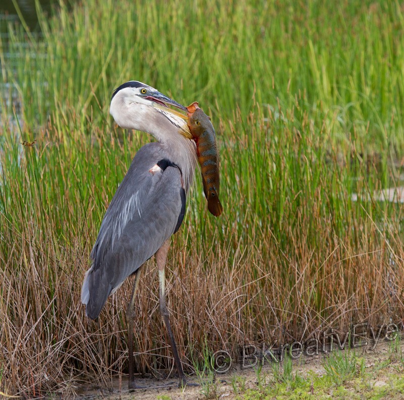 BH Birds 334 - Great Blue Heron