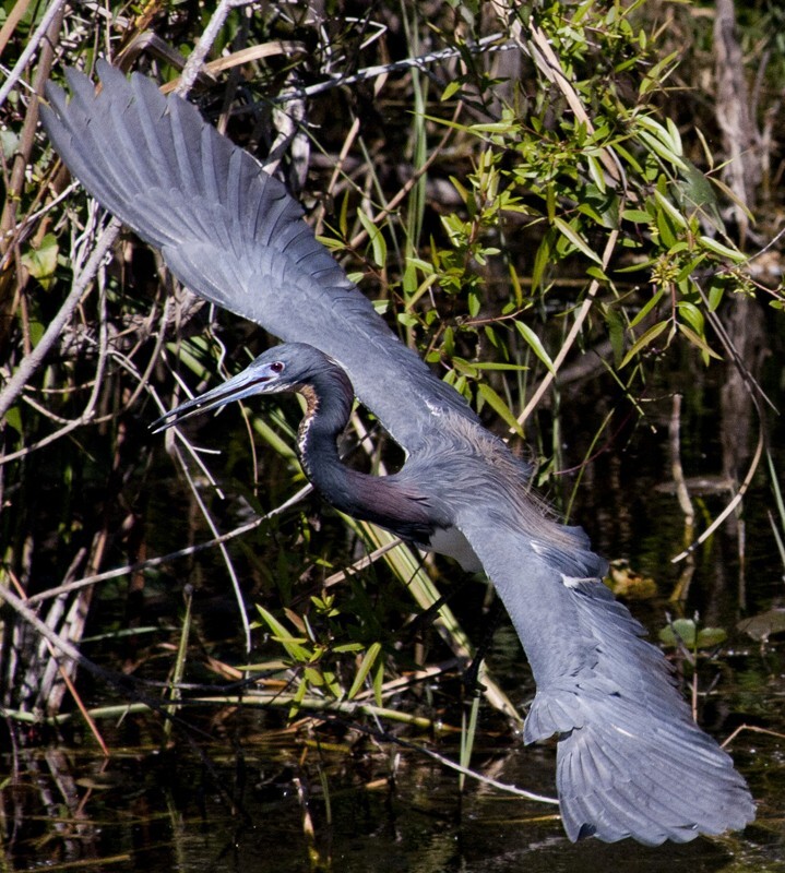 Tricolored Heron _0008 - Tri-Colored Heron