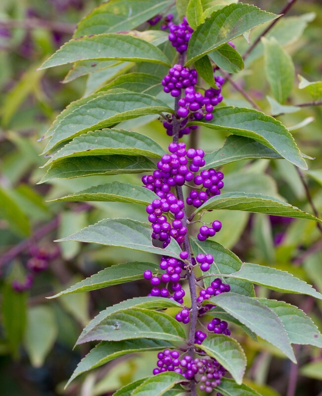 Floral_0085 - Floral - Plants