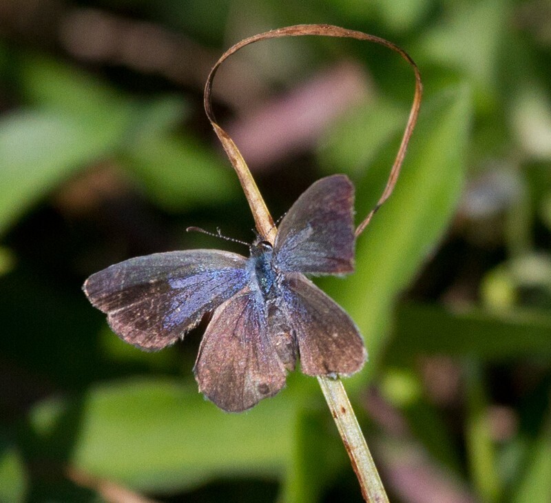 AnimalsCreatures _0046 - Animals, Creatures