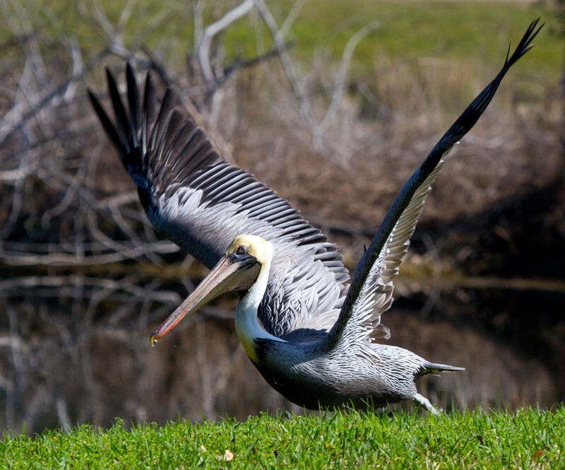  Pelicans _0035 - Pelicans