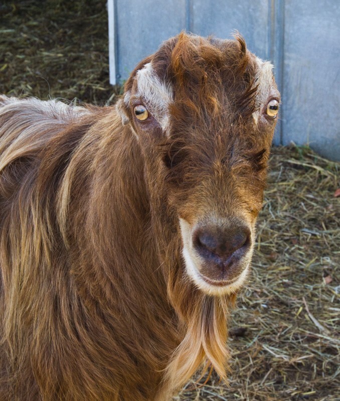 AnimalsCreatures _0020 - Animals, Creatures