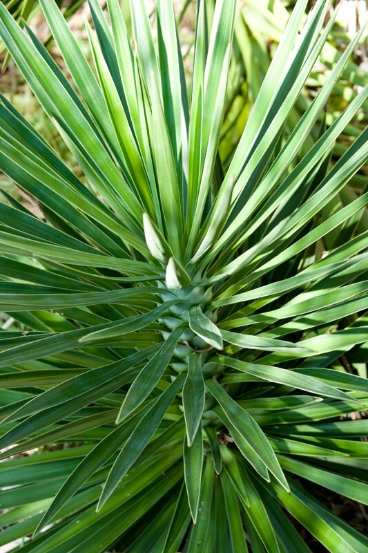 Trees  _0019 - Trees