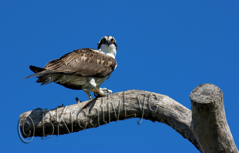 OSP Birds 138 - Osprey