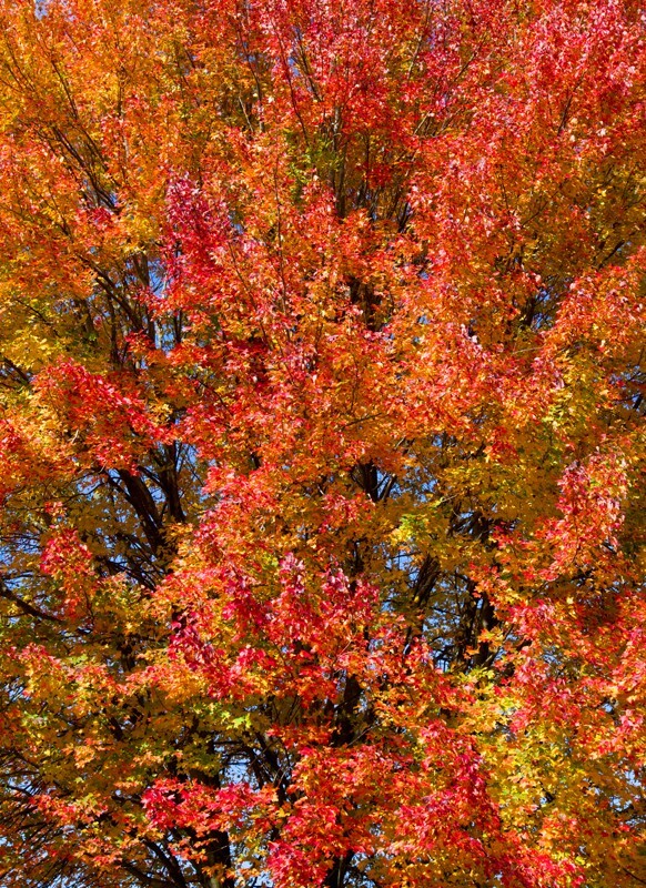 Landscape _0012  - Land and Cityscapes