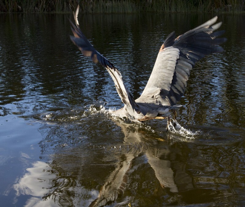 Great Blue Heron _0040 - Great Blue Heron