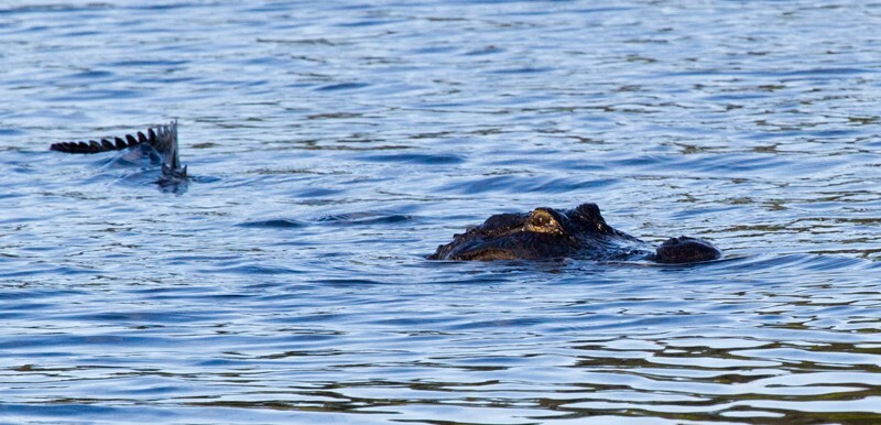 Aligators _0056 - Alligators