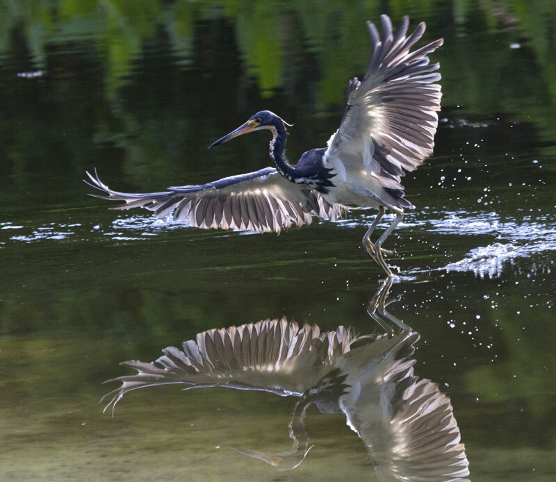 Tricolored Heron _0033 - Tri-Colored Heron