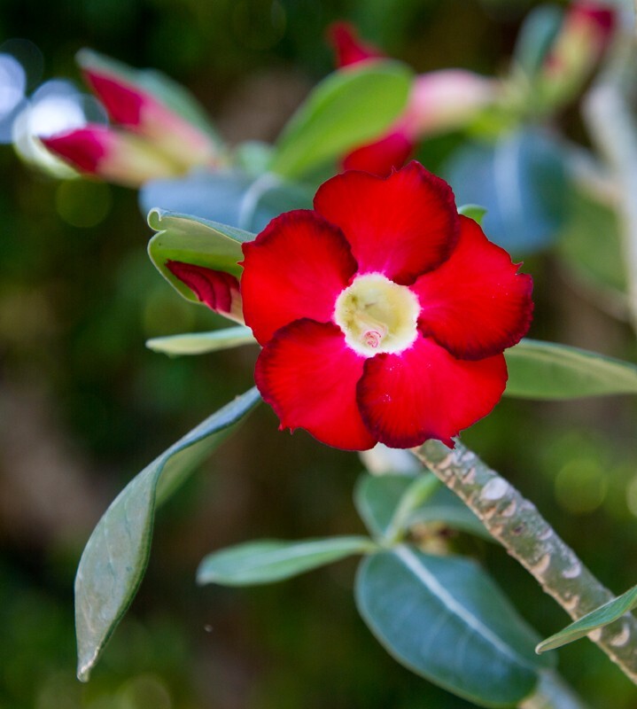 Floral_0022 - Floral - Plants