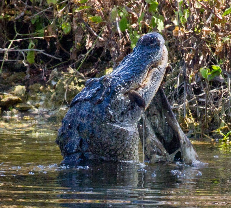 Aligators _0047 - Alligators