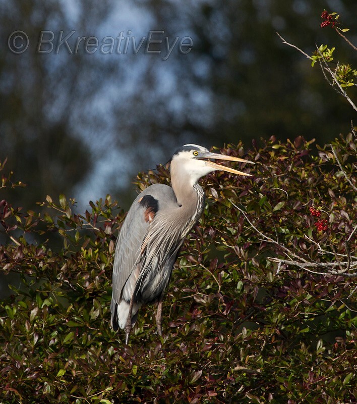 BH Birds 291 - Great Blue Heron
