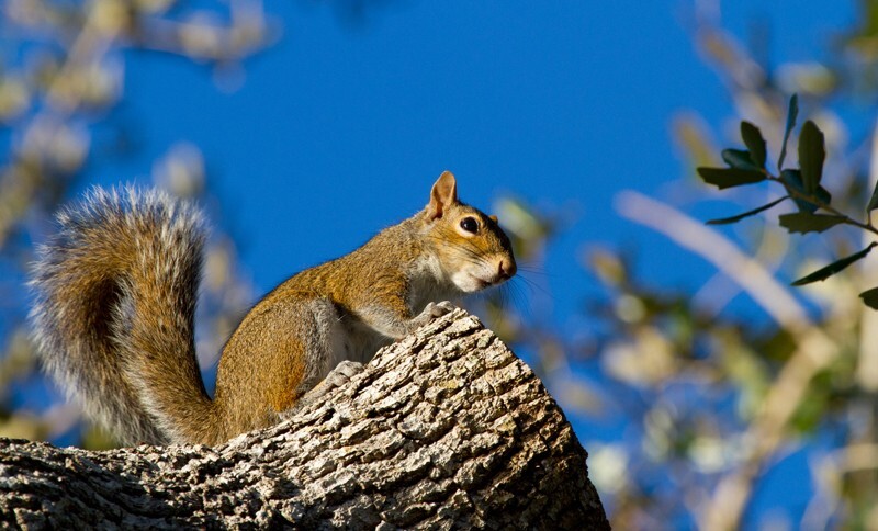 AnimalsCreatures _0036 - Animals, Creatures