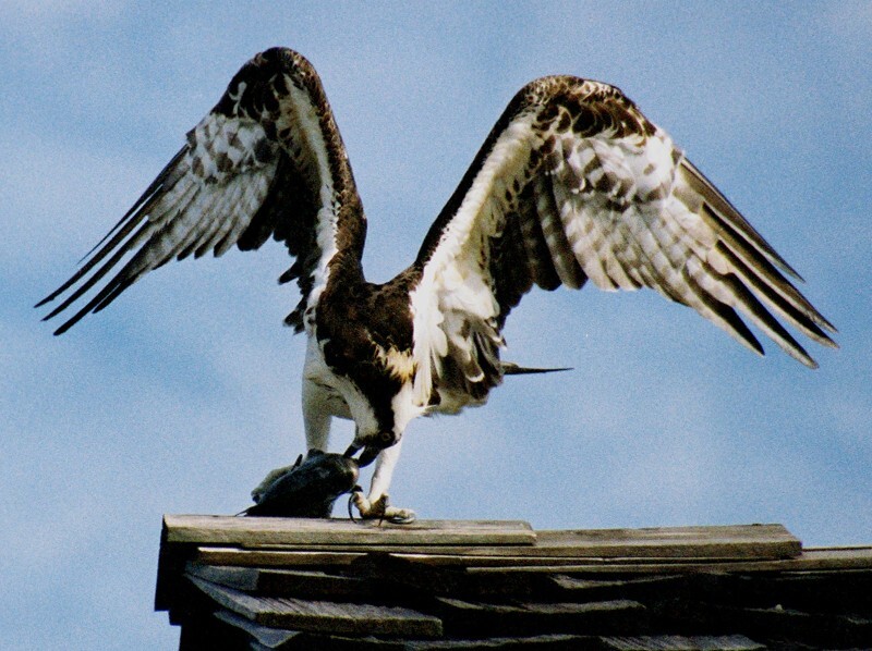 Osprey _0025 - Osprey