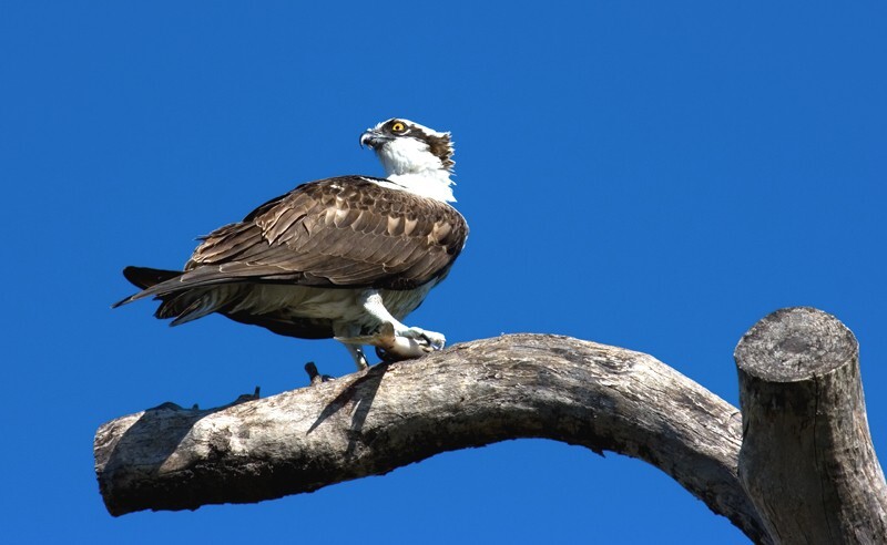 Osprey 0024 copy - Osprey