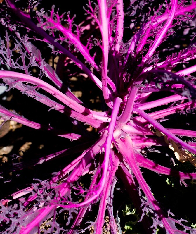 Floral_0077 - Floral - Plants