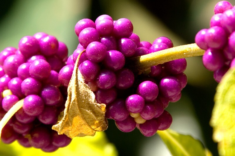 Floral_0138 - Floral - Plants