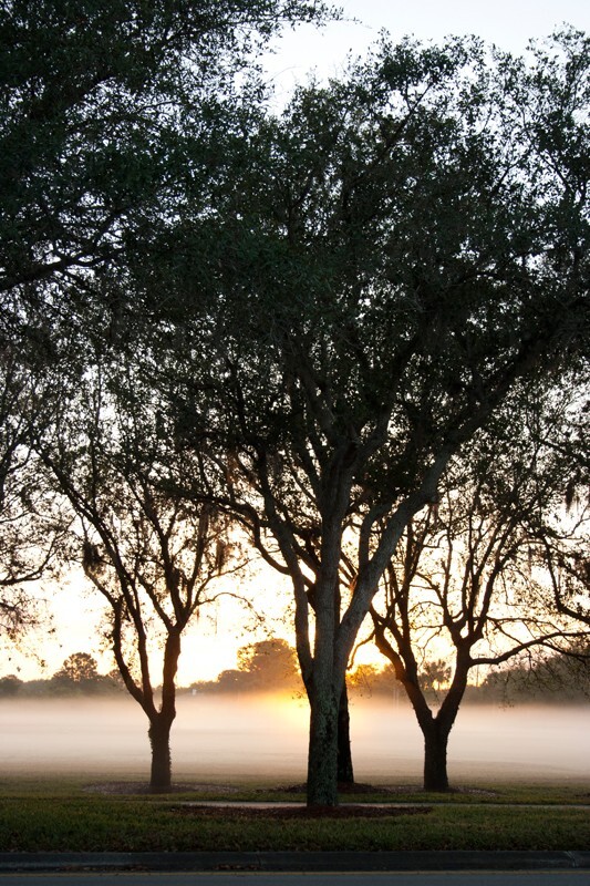 Trees  _0023 - Trees