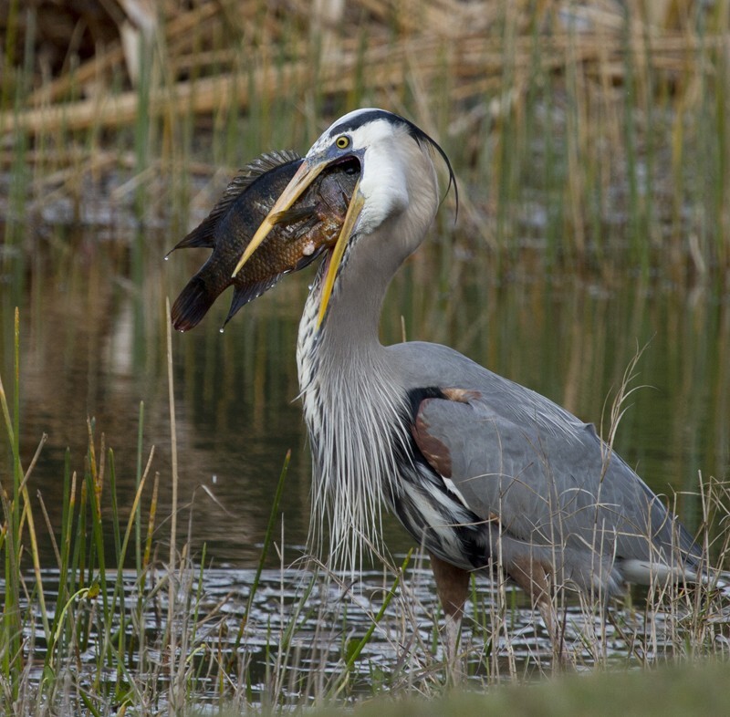 Great Blue Heron _0039 - Great Blue Heron
