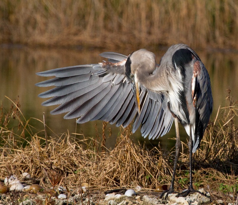 Great Blue Heron _0069 - Great Blue Heron