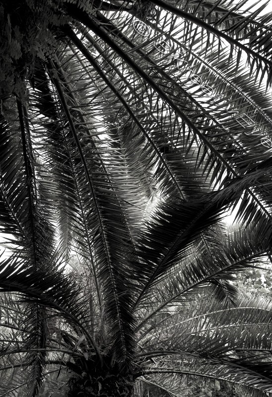 Trees065 - Trees