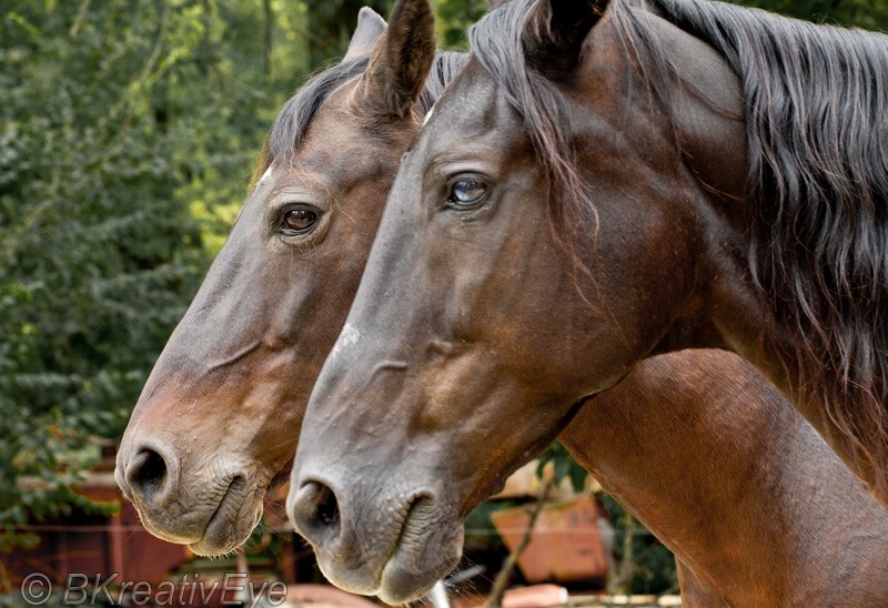 AnimalsCreatures 158 - Animals, Creatures