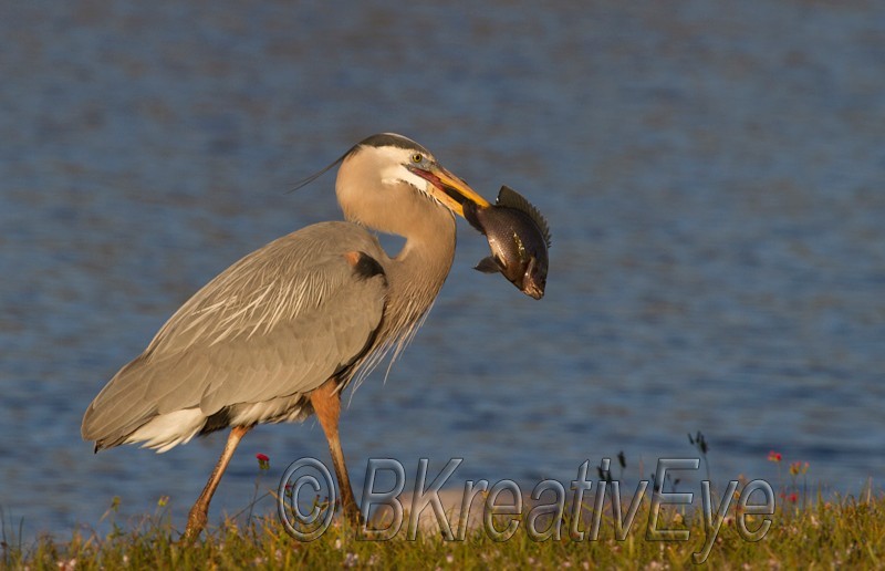 BH Birds 197 - Great Blue Heron