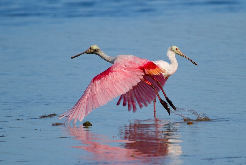 Roseate Spoonbil _0017 - Roseate Spoonbill