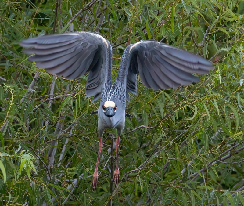 Yellow Crowned Night Heron _0006 - Yellow Crowned Night Heron