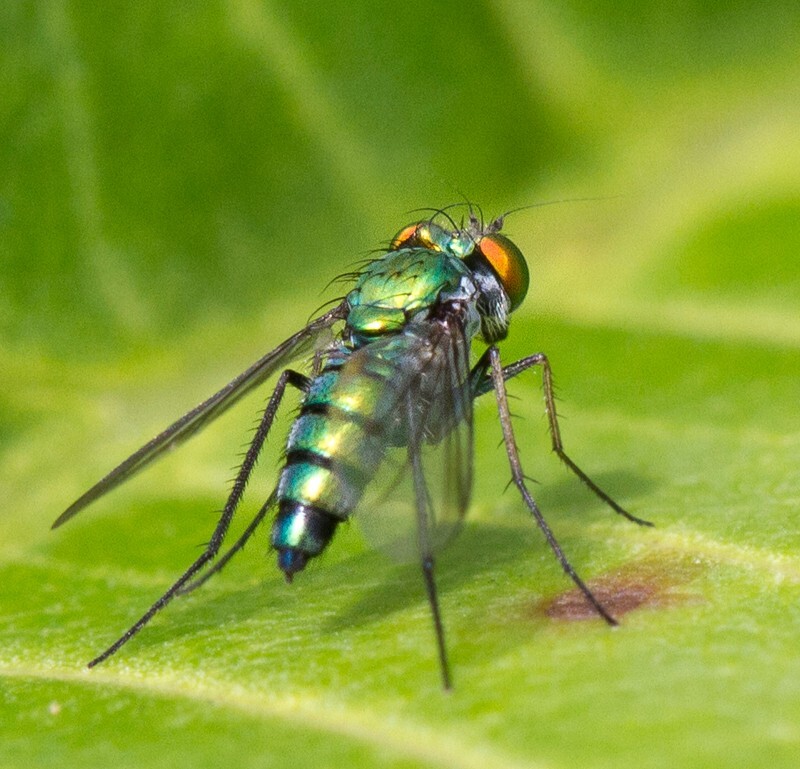 AnimalsCreatures _0029 - Animals, Creatures