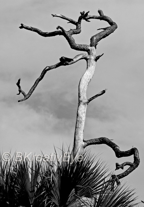 Trees  019 - Trees
