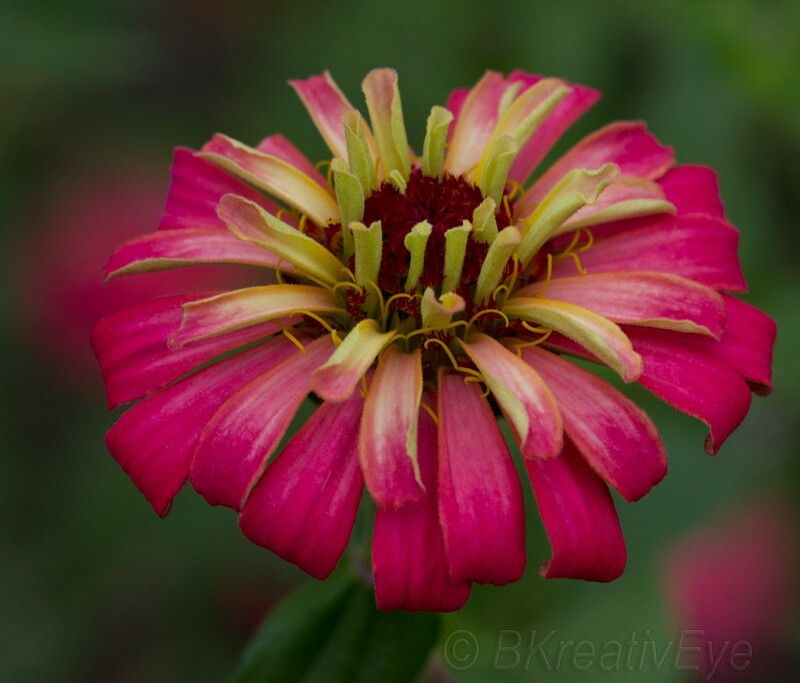 Floral 183 - Floral - Plants